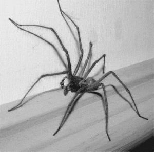 A Big ugly Spider